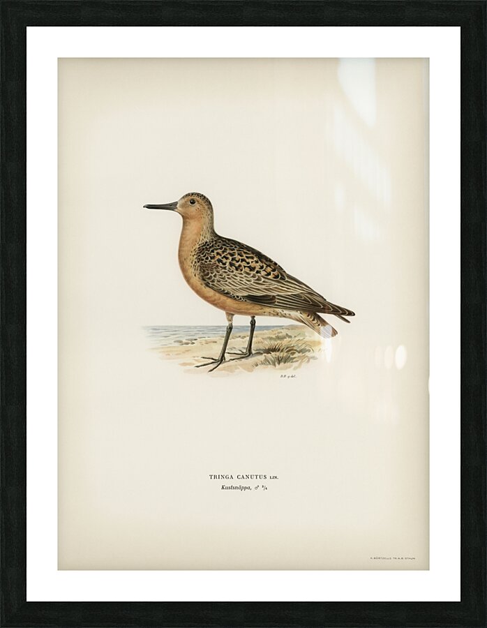 Red Knot ♂ Tringa Canutus Picture Frame print