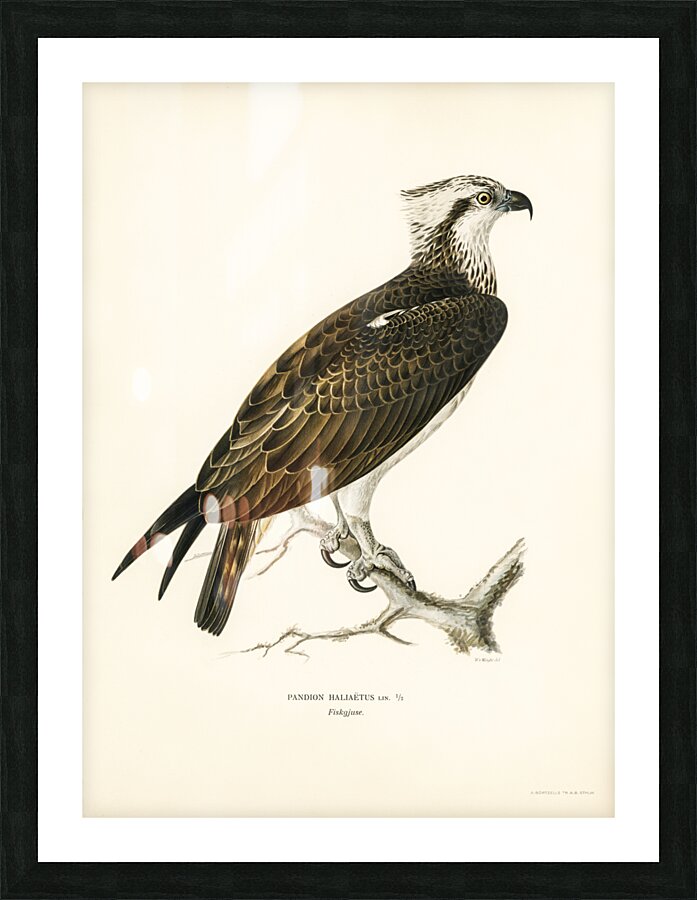 Osprey Pandion haliaetus Picture Frame print