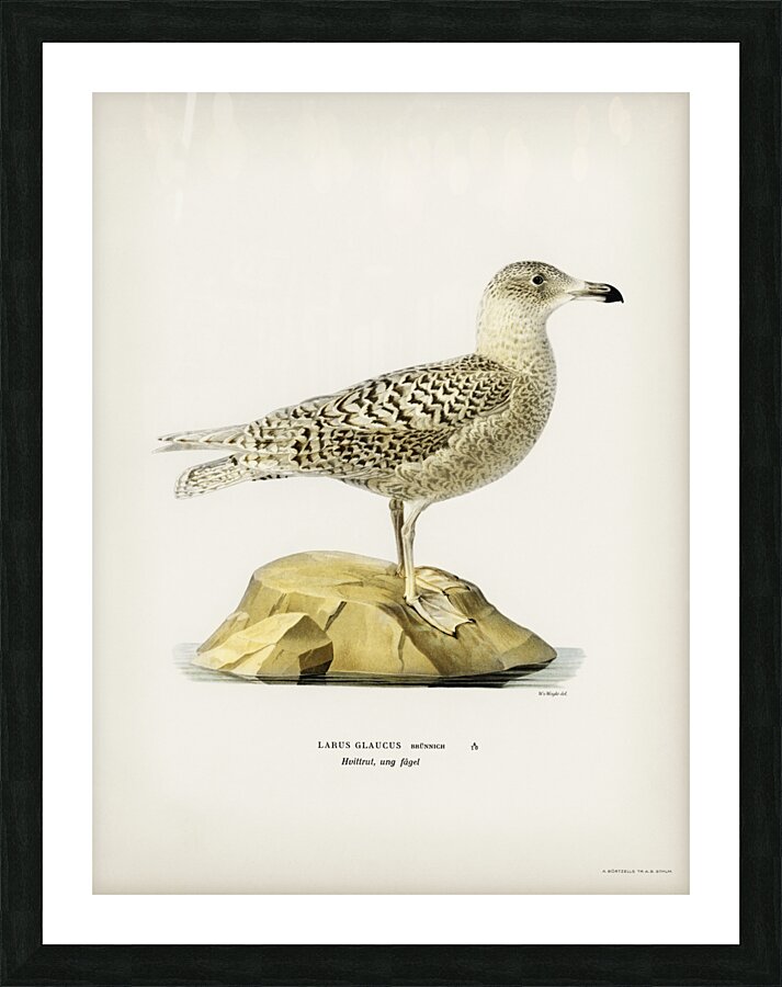 Glaucous gull Larus glaucus Picture Frame print