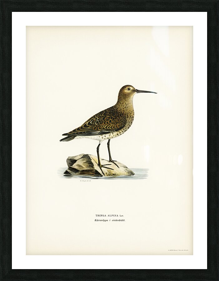 Dunlin Tringa Alpina Picture Frame print