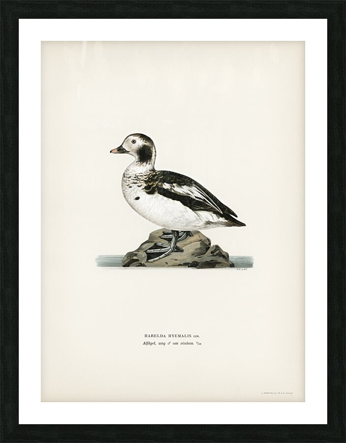 Harelda Hyemalis Impression et Cadre photo