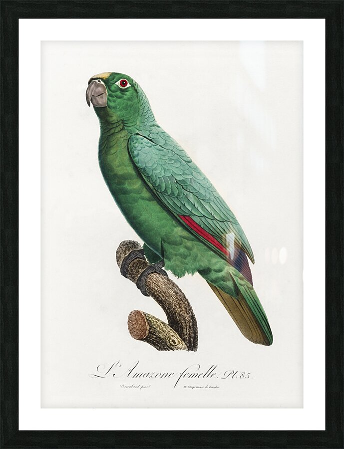 Yellow-crowned amazon Picture Frame print