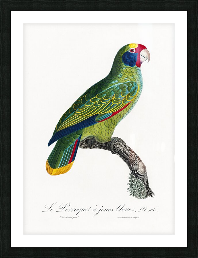 Red-and-blue amazon  Picture Frame print