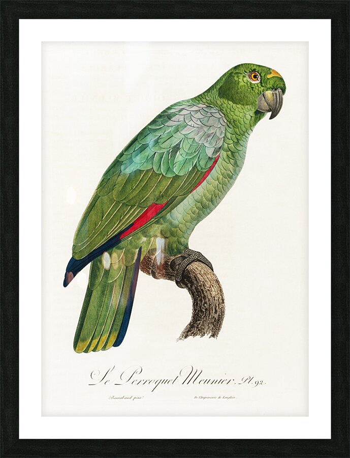 Red-and-blue amazon  Impression et Cadre photo