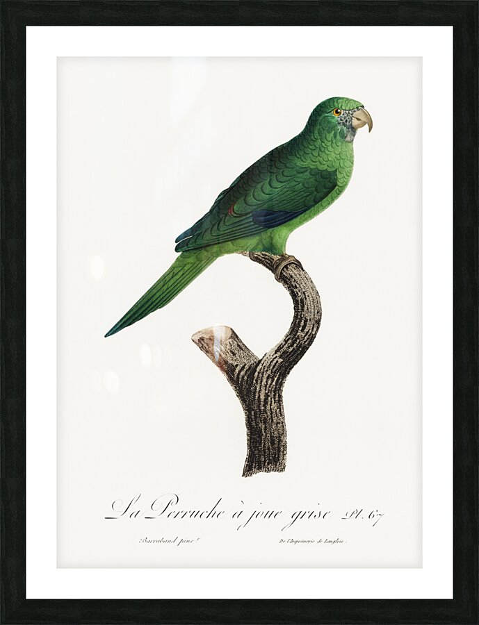 Grey-cheeked parakeet  Picture Frame print