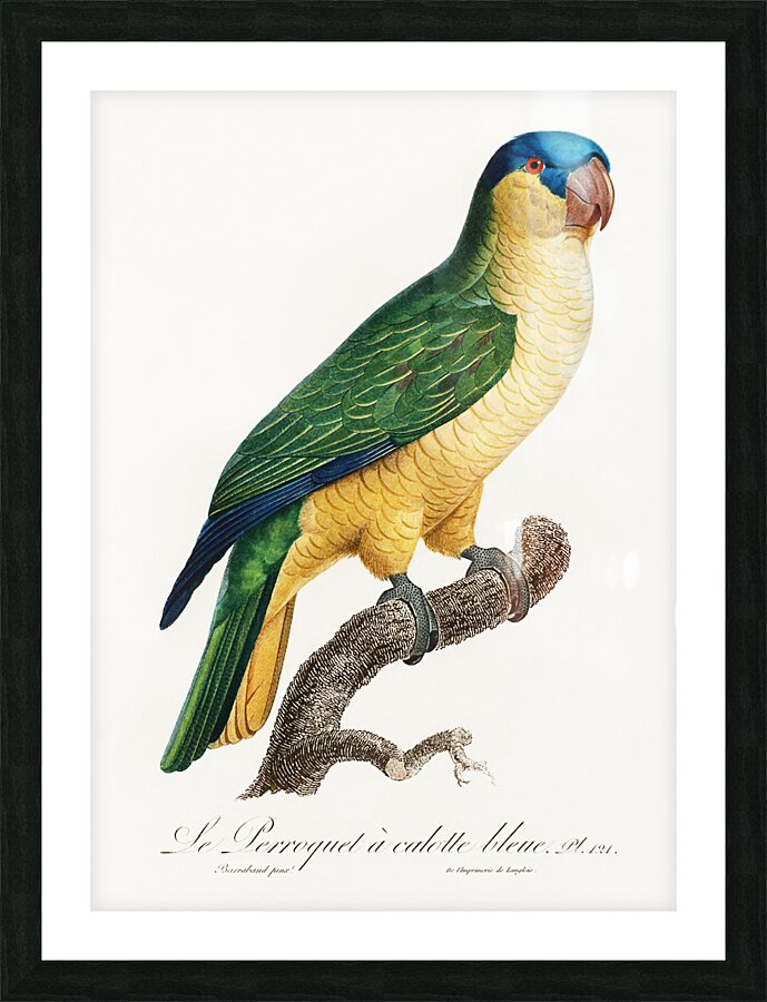Buru green parrot  Picture Frame print