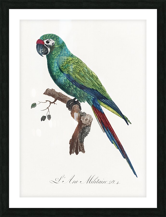 Military macaw Picture Frame print