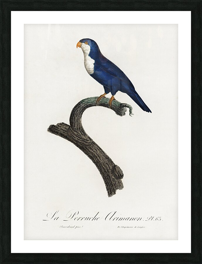 Arimanon parakeet  Picture Frame print