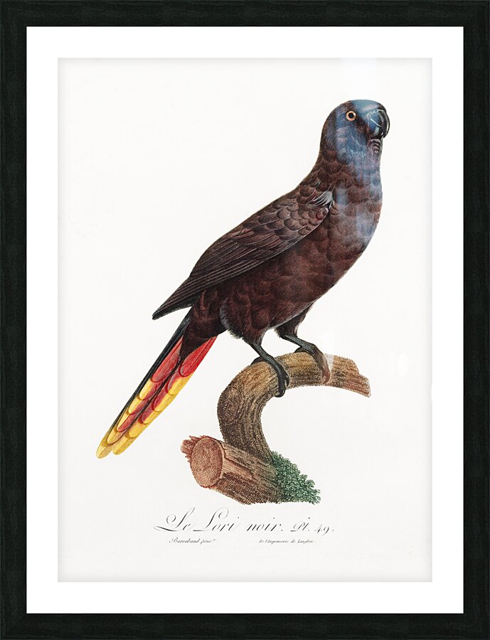 Black lory  Picture Frame print