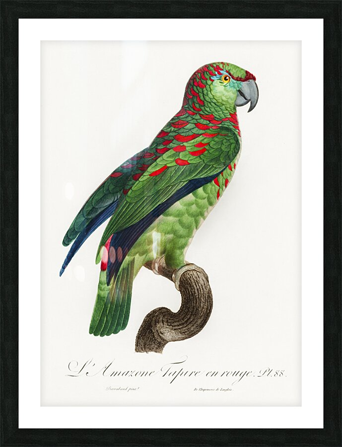 Black lory  Picture Frame print