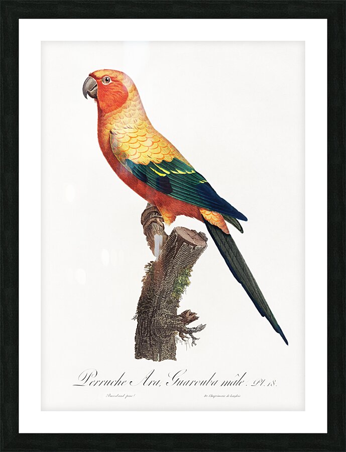 Sun parakeet  Picture Frame print