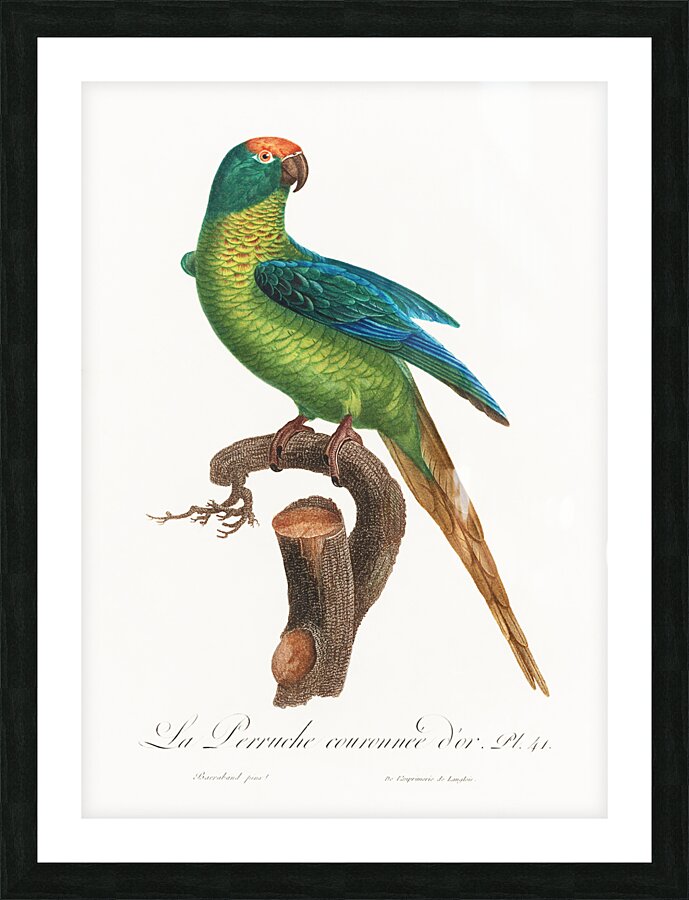 Peach-fronted conure  Picture Frame print