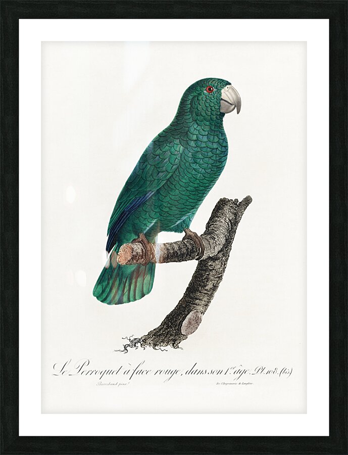 Cuban parrot  Impression et Cadre photo