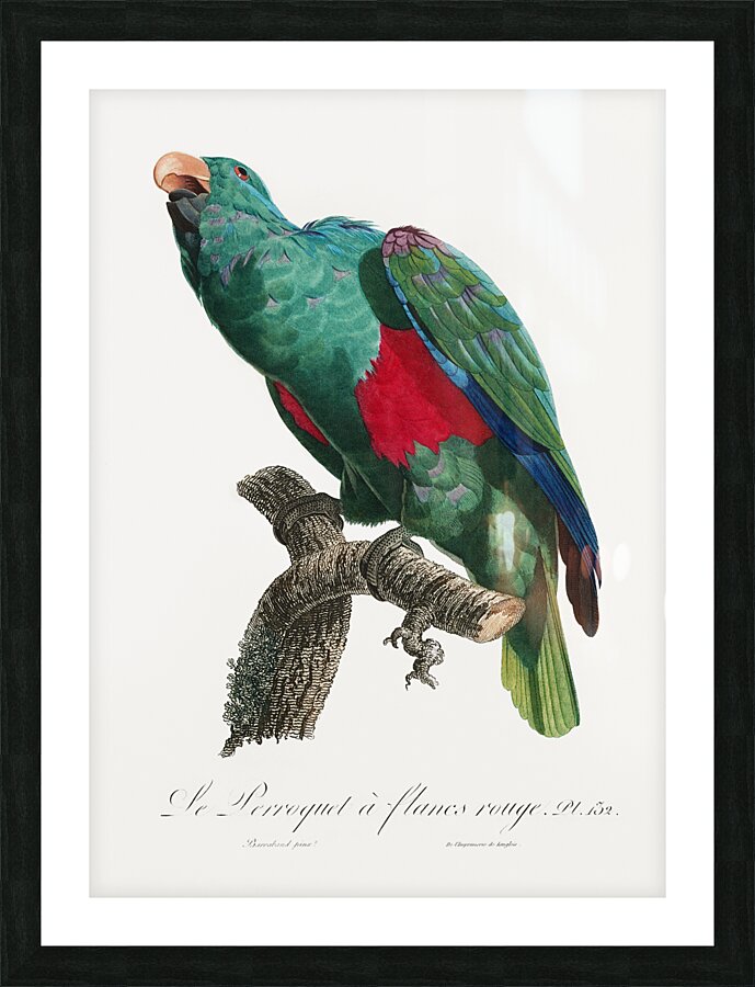 Eclectus parrot  Picture Frame print