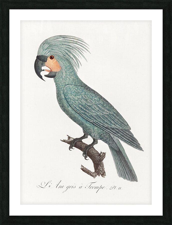 Goliath cockatoo  Picture Frame print