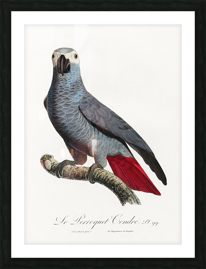 Congo grey parrot  Picture Frame print