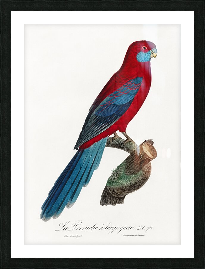 Crimson rosella  Picture Frame print