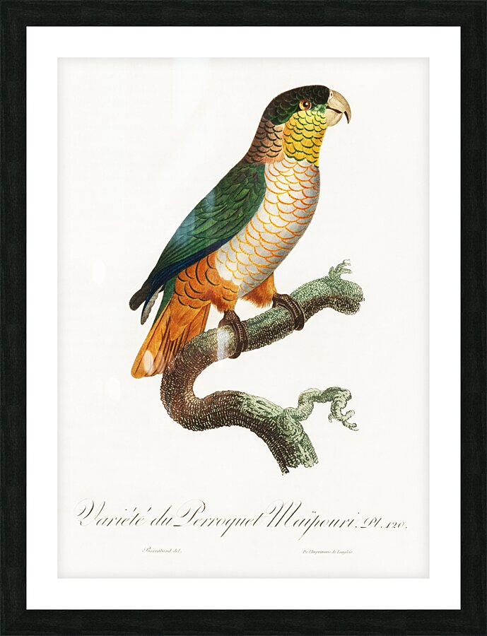 Black-headed caique  Picture Frame print