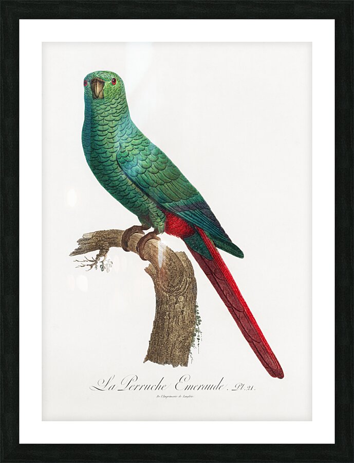 Austral parakeet  Picture Frame print