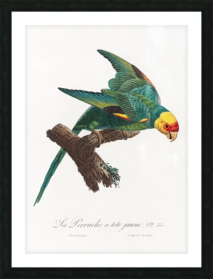 Yellow-crowned parakeet  Picture Frame print