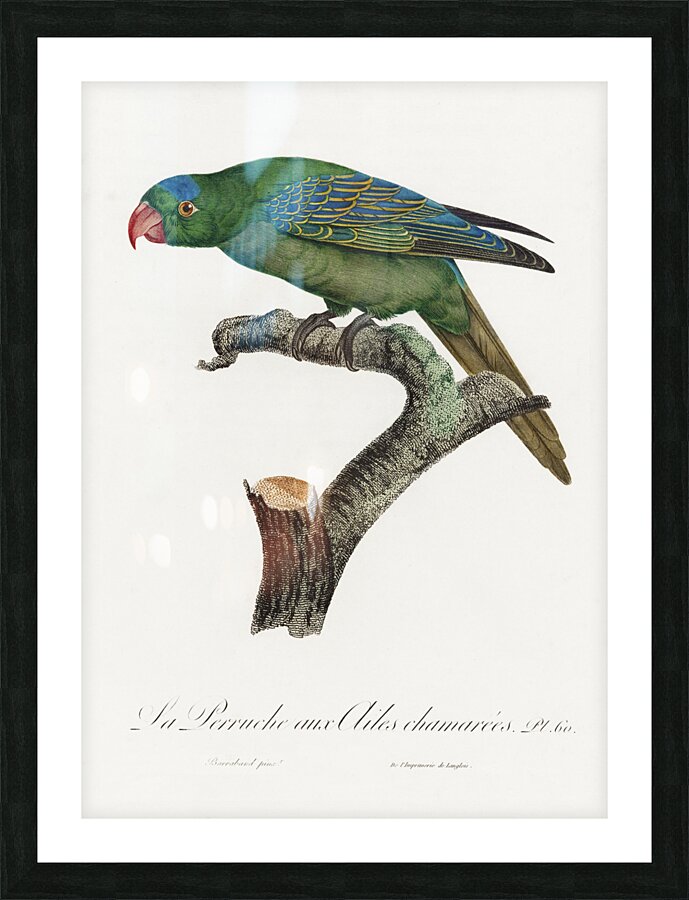 Yellow-crowned parakeet  Picture Frame print