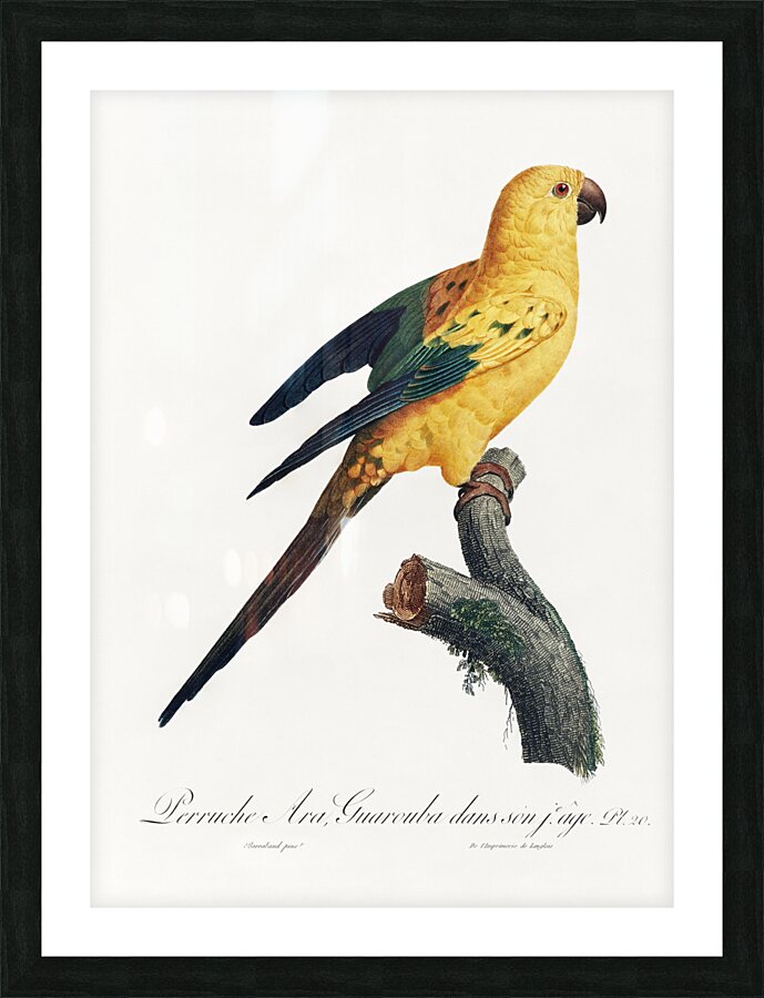Sun parakeet  Picture Frame print