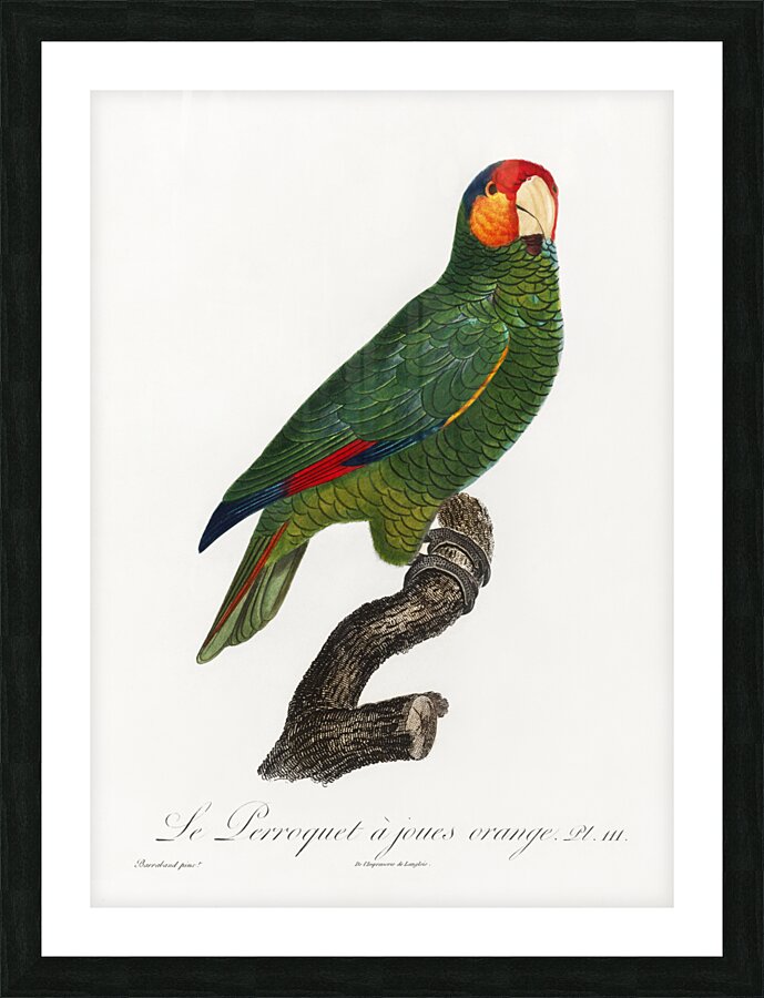 Red-lored parrot  Picture Frame print