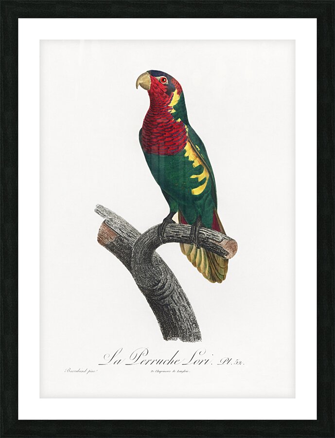 Blue-headed pied lorikeet  Picture Frame print