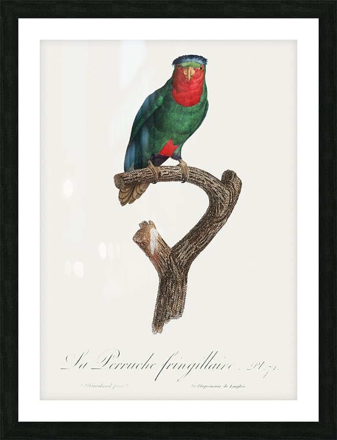 Blue-crowned lorikeet  Picture Frame print