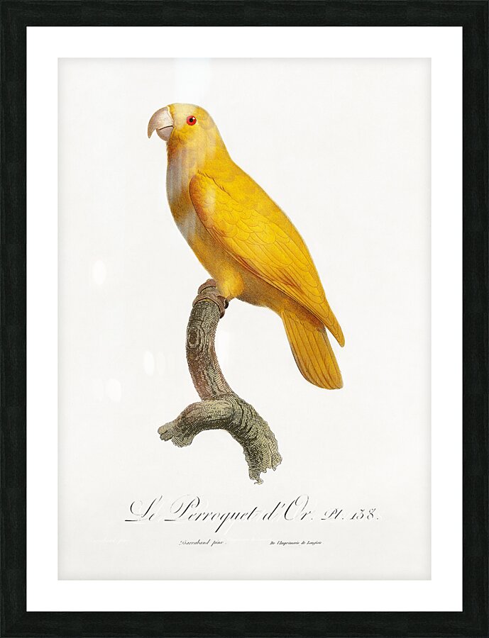 Lessons parrotlet  Picture Frame print