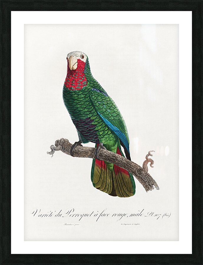 Rose-throated parrot  Picture Frame print