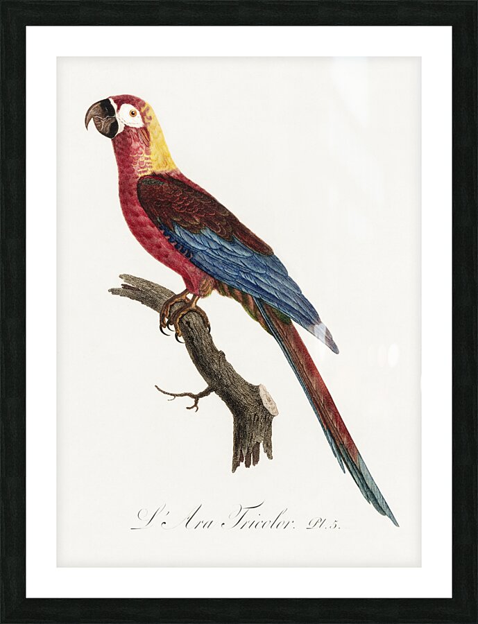 Cuban red macaw  Picture Frame print