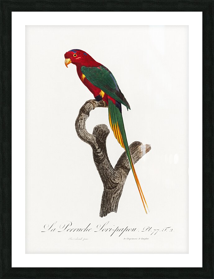 Papuan lorikeet  Picture Frame print