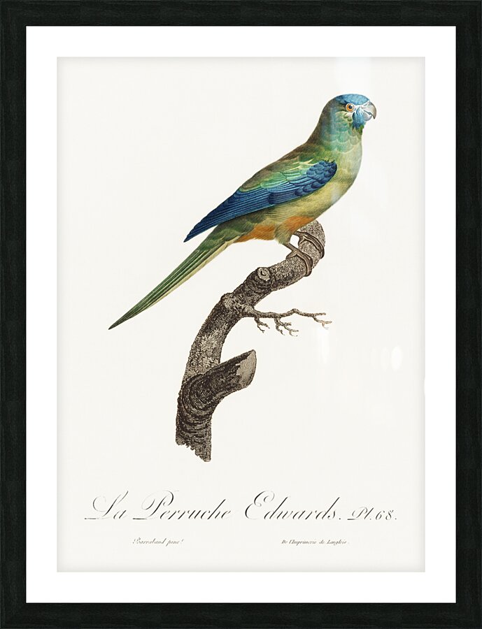 Turquoise parrot  Picture Frame print