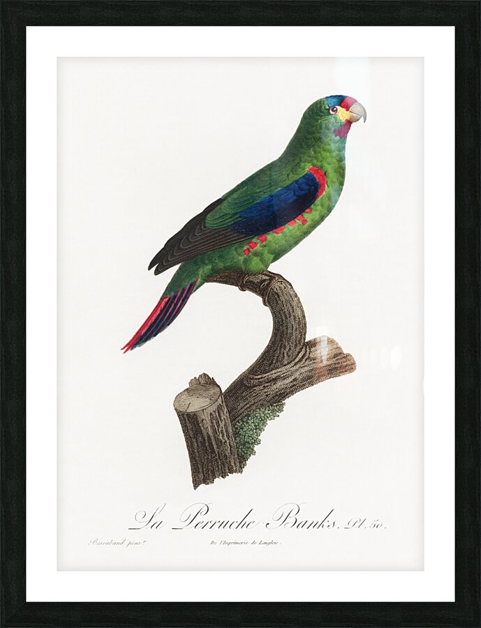 Swift parrot Picture Frame print