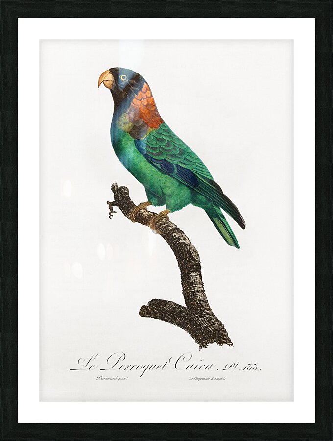 Caica parrot  Picture Frame print