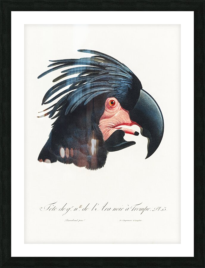 Goliath cockatoo  Picture Frame print