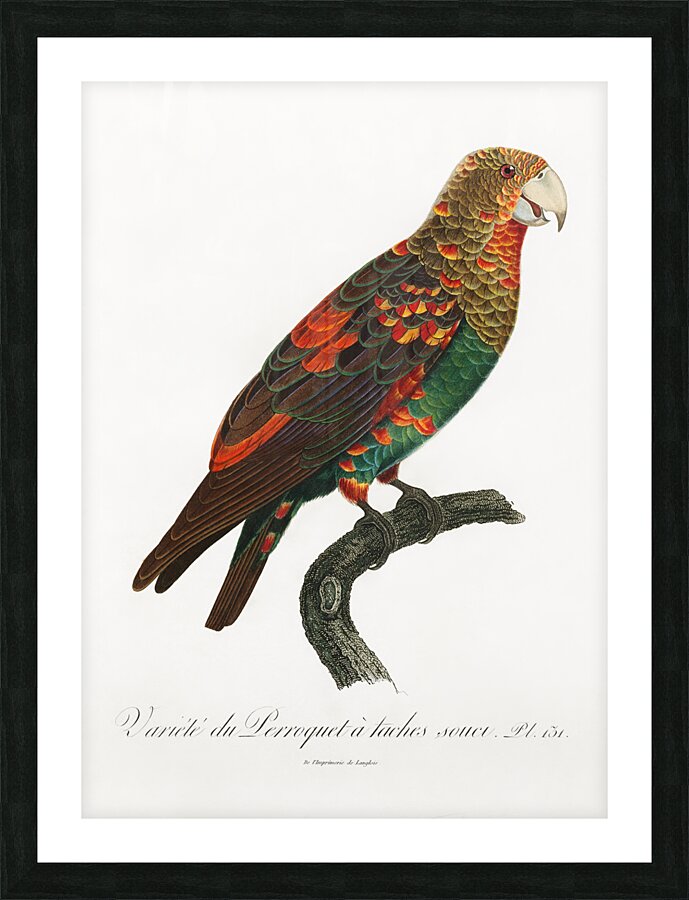 Brown-necked parrot  Picture Frame print