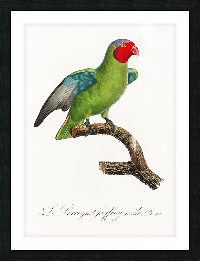 Red-cheeked parrot  Picture Frame print