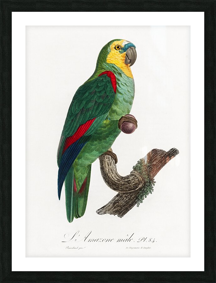 Turquoise-fronted parrot  Picture Frame print