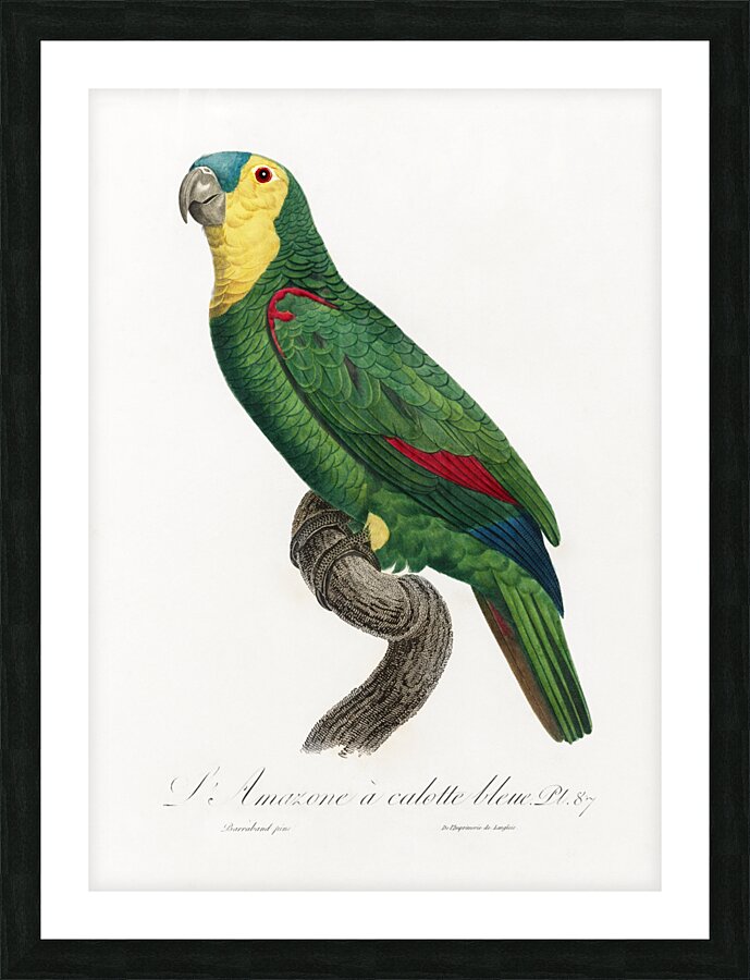 Blue-fronted amazon  Picture Frame print