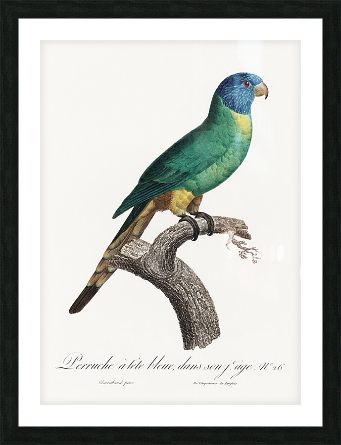 Blue-fronted amazon  Picture Frame print