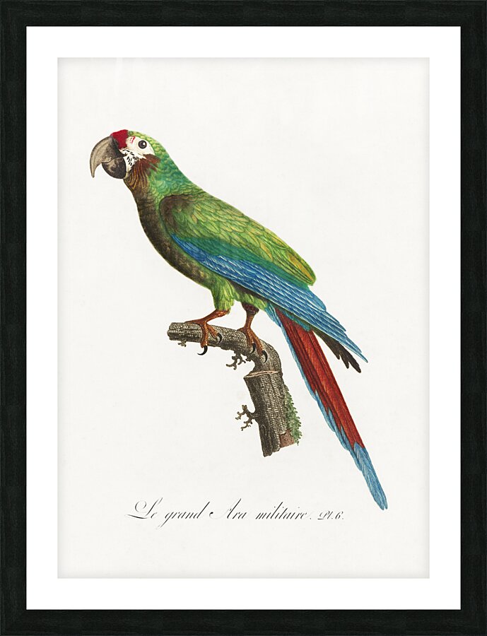 Buffons macaw  Picture Frame print