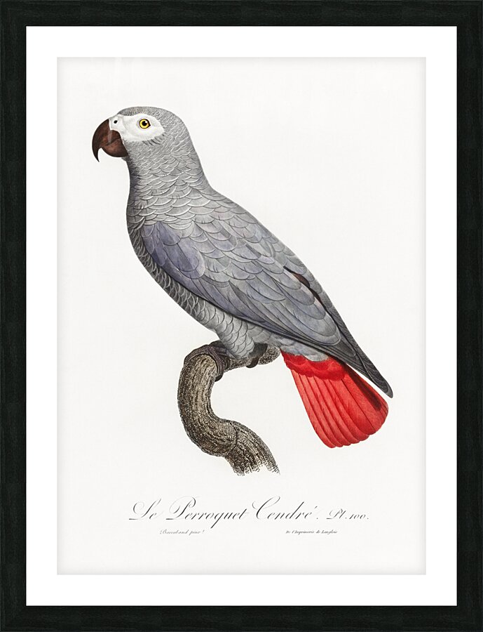 Congo grey parrot  Picture Frame print