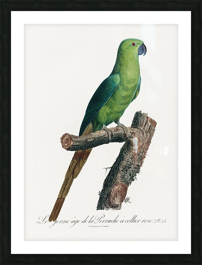 Ring-necked parakeet  Picture Frame print
