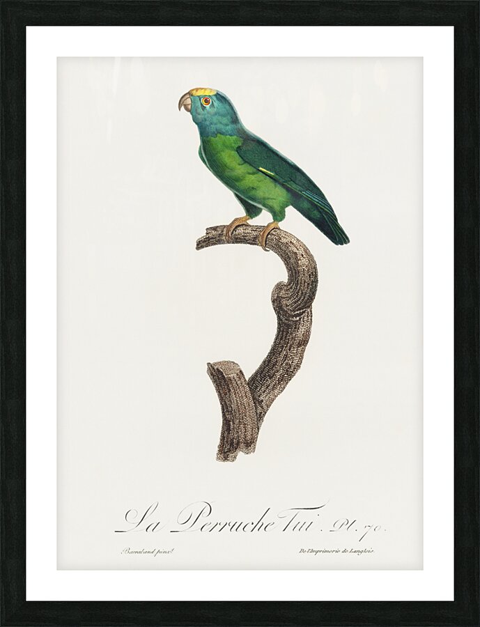 Tui parakeet  Picture Frame print