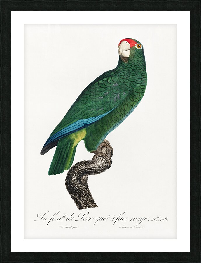 Rose-throated parrot  Picture Frame print
