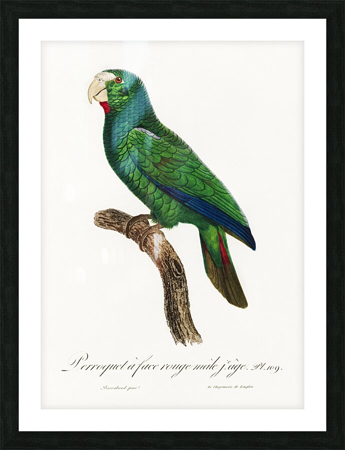 Cuban parrot  Picture Frame print