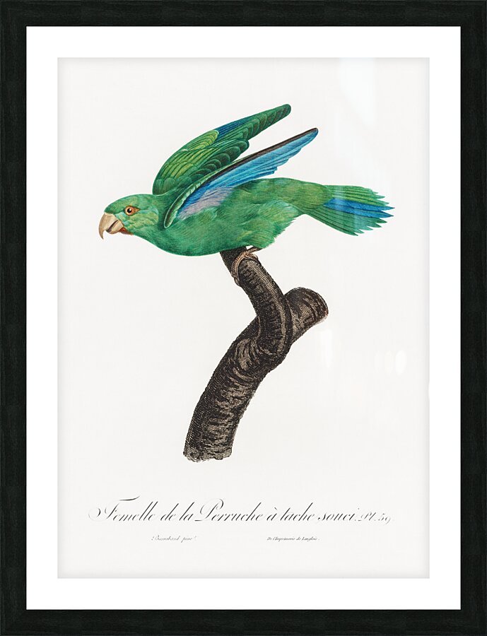 Marigold parakeet Picture Frame print