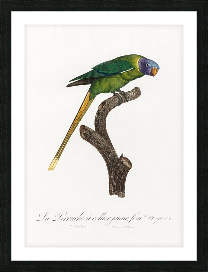 Plum-headed parakeet  Picture Frame print